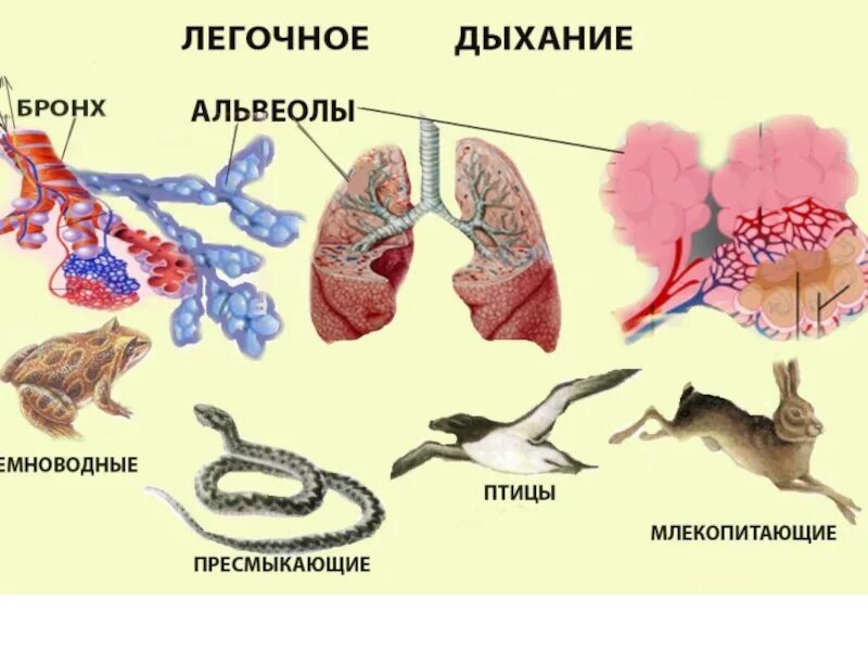 Ячеистые легкие характерны для. Система органов дыхания животных. Строение дыхательной системы позвоночных. Дыхательная система Эволюция дыхательной системы. Дыхательные системы разных животных.