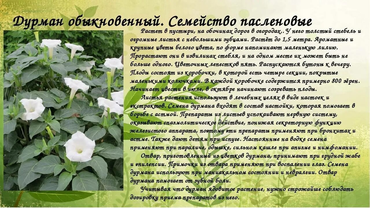 Дурман диман текст. Дурман растение. дурман ядовитое растение. класс растений дурман. дурман обыкновенный ядовитые части растения.