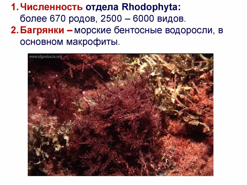 Багрянка, красные водоросли, Rhodophyta.. Багрянки характеристика. Отдел красные водоросли багрянки представители. Представители отдела Rhodophyta.