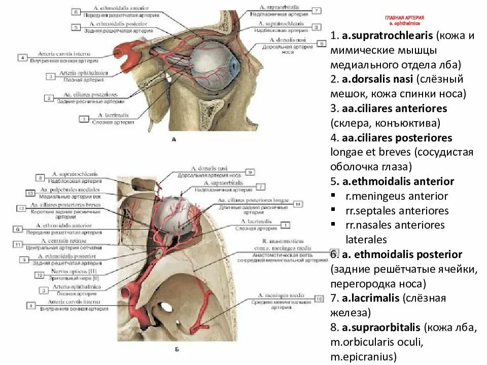 Глазничная артерия анатомия. Решетчатая артерия ветвь. Ветви артерии Офтальмика. Артерии глазницы анатомия.
