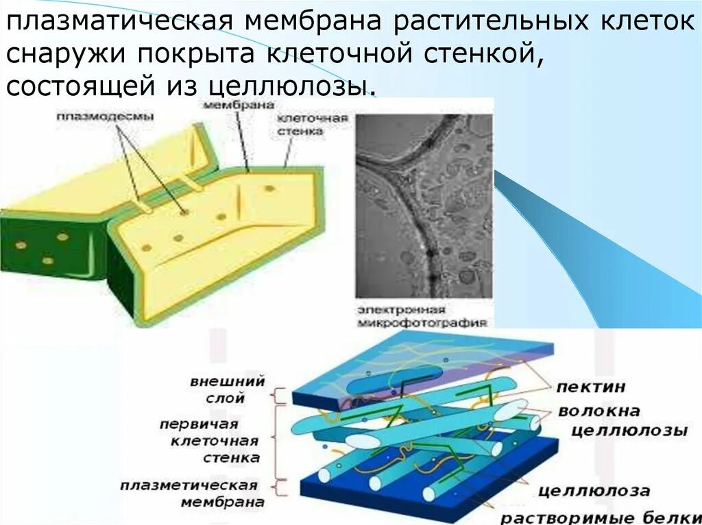 Клеточная стенка и мембрана растительной клетки. Мембрана растительных клеток снаружи покрыта. Плазматическая мембрана и клеточная стенка. Клеточная стенка мембрана оболочки клетки. Клеточная стенка животных состоит из