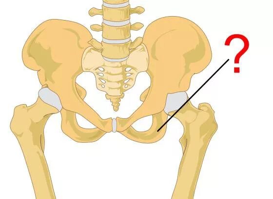 Седалищная кость кость. Седалищный бугор анатомия. Седалищная кость анатомия. Седалищные кости таза. Болит тазовая кость справа