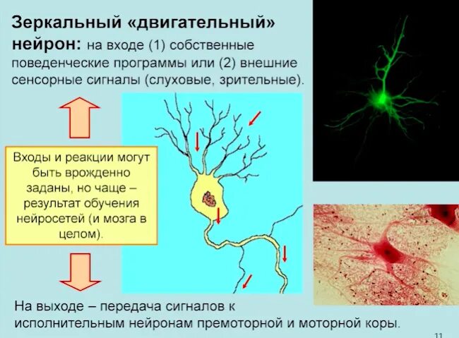 Осуществляет связь между нейронами какой нейрон. Зеркальные Нейроны. Функции зеркальных нейронов. Теория зеркальных нейронов. Зеркальные Нейроны человека.