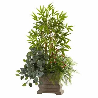 Plant w