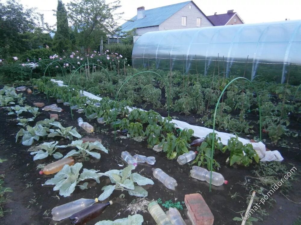 Томат сумерки. Детерминантный томат фирмы партнер 2021. Томат джина тст. Помидоры на грядке. Томат сумерки.