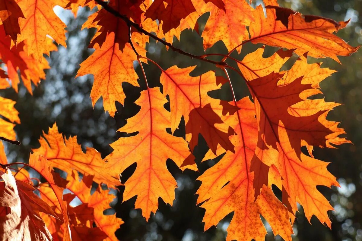 Осень листья похожие. Дуб черешчатый осенью лист. Дуб черешчатый окраска листьев. Осенние листья дуба. Осенний дуб.