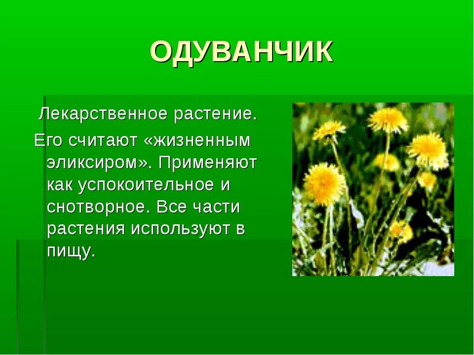 Доклад о растениях. 5 предложений о растении. Рассказ о лекарственном растении. Рассказ про одуванчик. Оуванчик лекарственное растен.