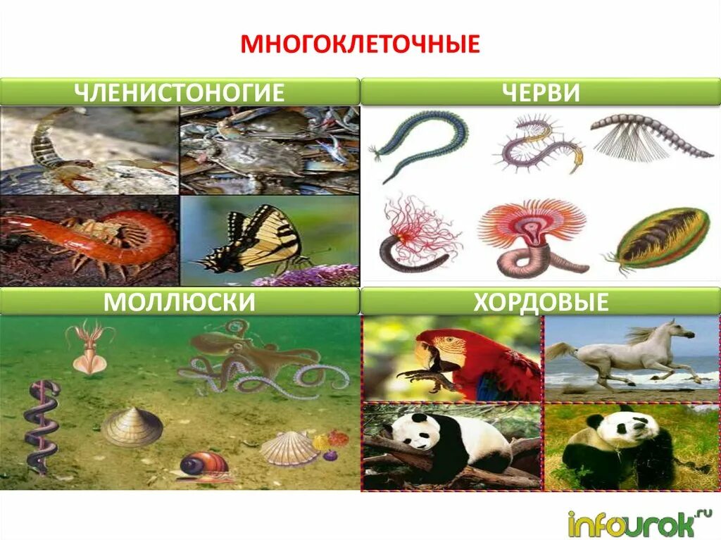 Многоклеточные черви