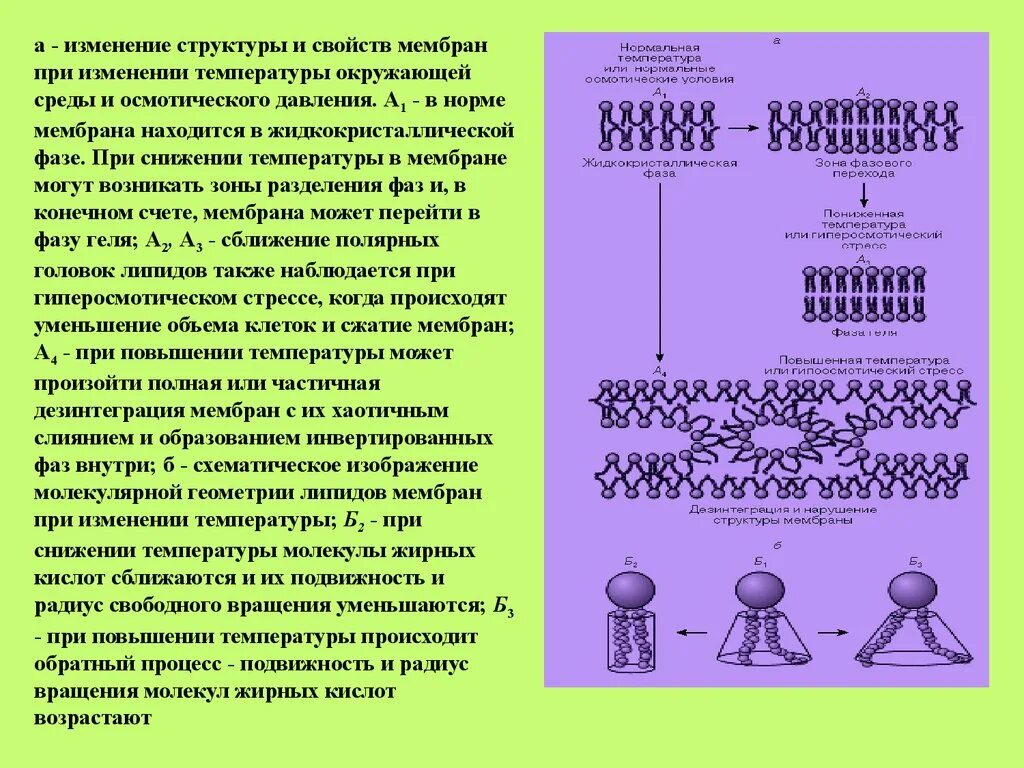 Изменение модификация структуры. Жидкокристаллическая структура мембран. изменение свойств мембран. жидкокристаллическая структура мембран характеризуется. мембрана и температура.