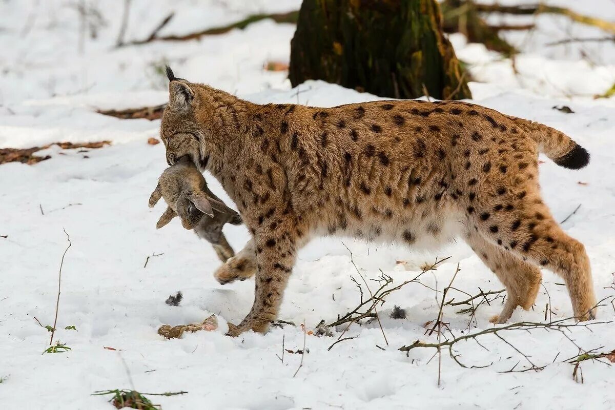 Рысь — Lynx Lynx. Канадская Рысь Бобкэт. Рысь обыкновенная Lynx Lynx Linnaeus, 1758. Рысь обыкновенная с рысятами. Средняя рысь