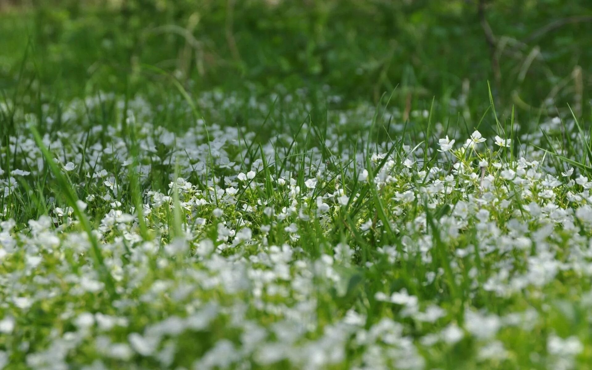 Газонная трава с белыми цветочками. Весенняя травка. Газон с мелкими цветочками. Трава фон. Травка с цветочками