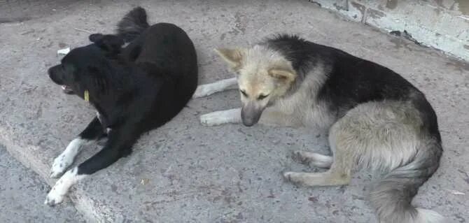 Марти собака. Собака в донецке. Собаки из рода. Собаки донецк днр. Приют тинао для бездомных животных.