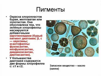 Преобладает пигмент хлорофилл водоросли