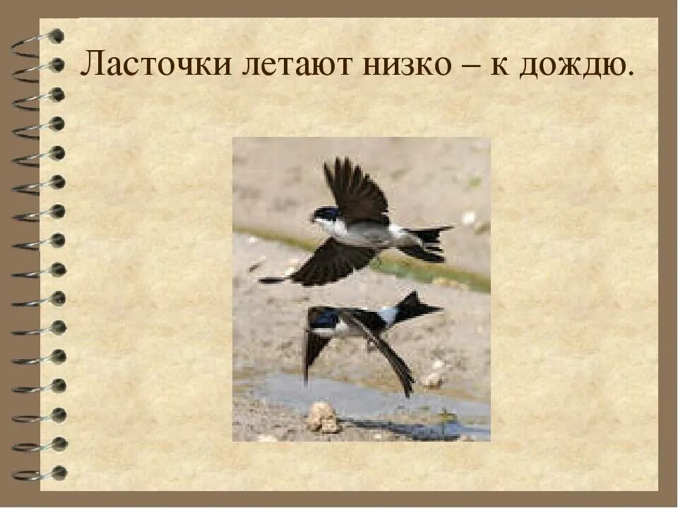 Почему перед дождём ласточки летают низко. Приметы связанные с ласточками. Почему перед дождём ласточки летают низко. Птицы низко летают. Примета ласточки низко летают к дождю.