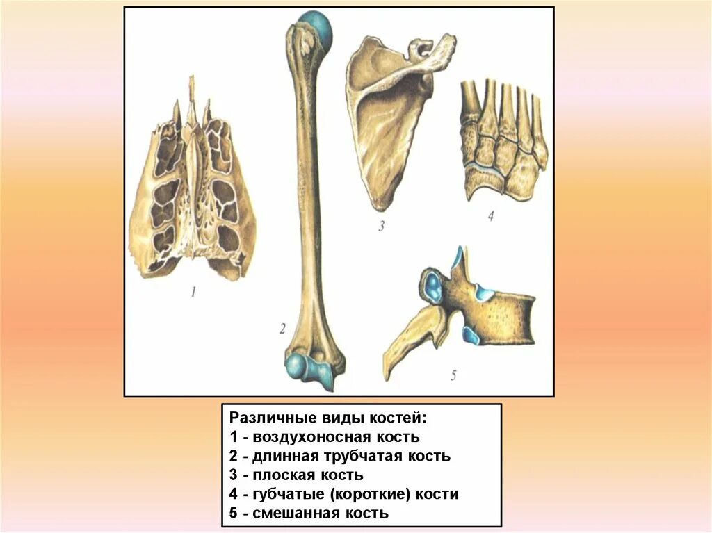 Три трубчатые кости. Кости трубчатые губчатые плоские смешанные. Трубчатые губчатые плоские смешанные воздухоносные кости. Классификация костей трубчатые губчатые. Воздухоносные кости анатомия.