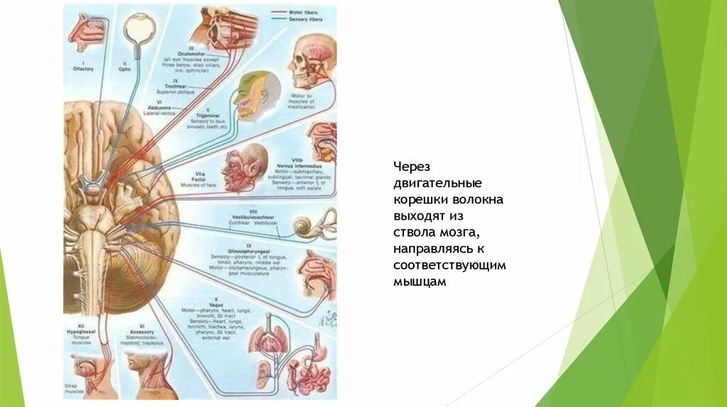 От головного мозга отходят черепно мозговые нервы. Черепно мозговые нервы ствола мозга. Двигательные Черепные нервы. Корешки черепных нервов. Двигательные волокна выходят из.