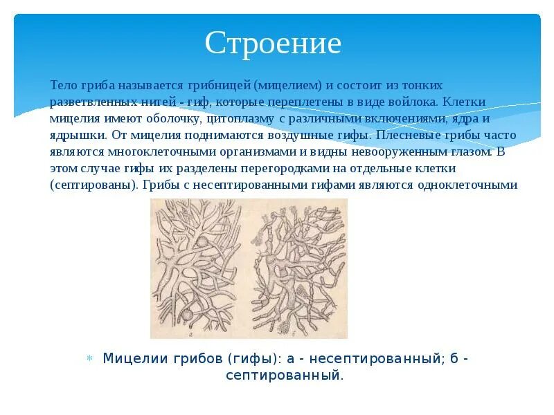 Организмы состоят из множества. Вегетативный мицелий патогенных грибов. Строение микроскопических мицелиальных грибов. Строение грибницы микроскопических грибов. Строение клетки микроскопических мицелиальных грибов.