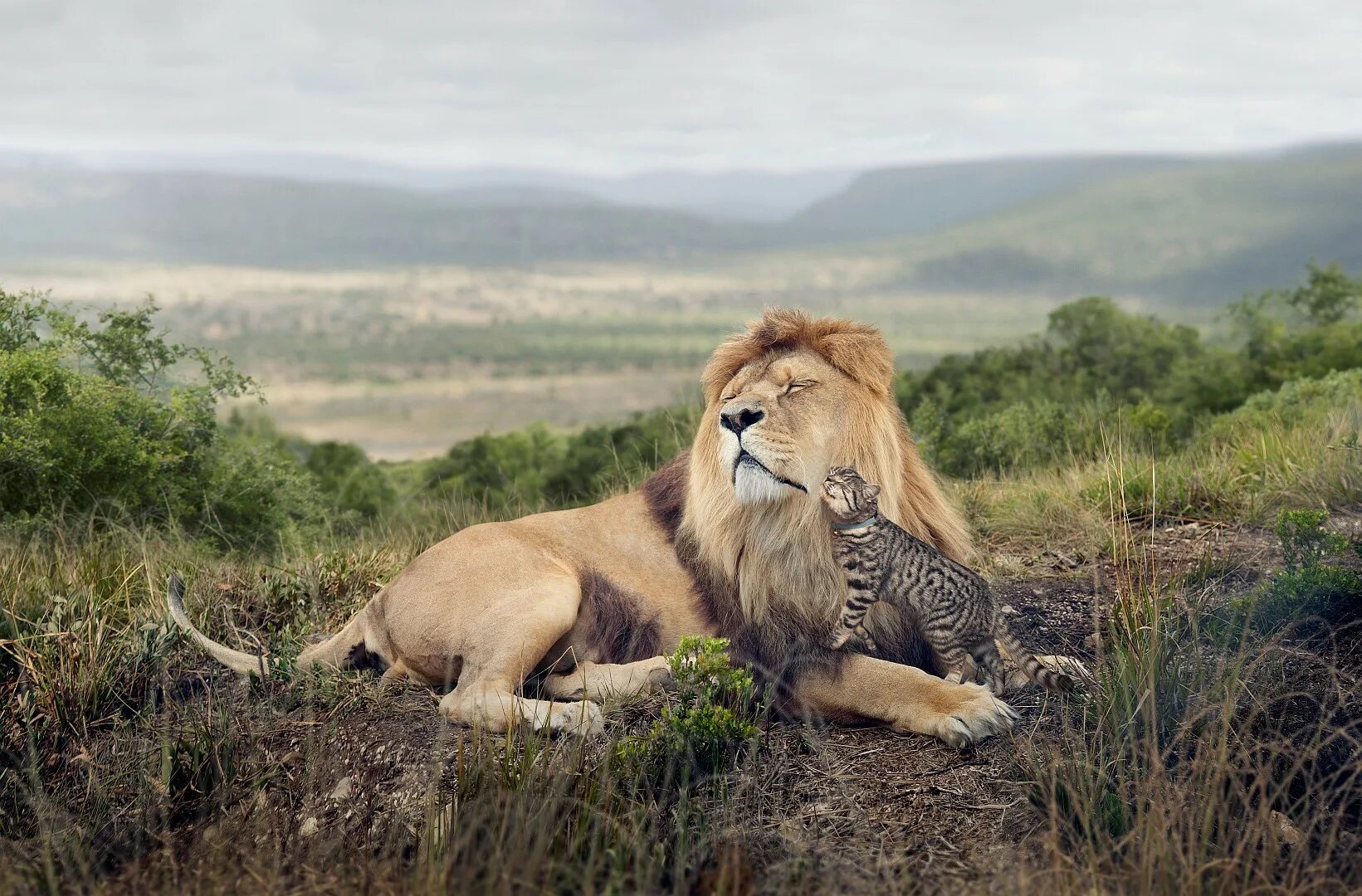 Сколько живут львы в дикой. Львы в саванне. Лев. Львы в дикой природе. Лев в природе.