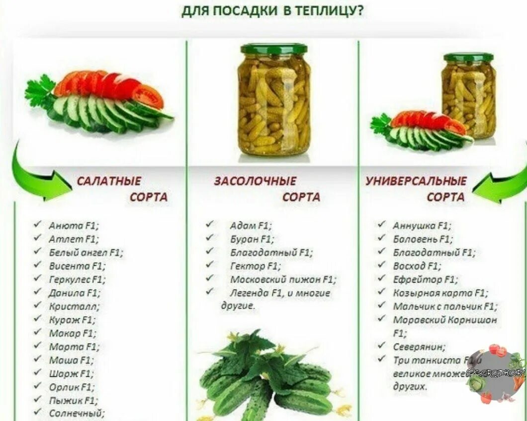 Пропорции для консервации огурцов. Лучшие сорта огурцов для засолки и консервирования. огурцы на засолку сорта для открытого грунта. названия огурцов для консервации. огурцы для засолки и консервирования лучшие сорта.