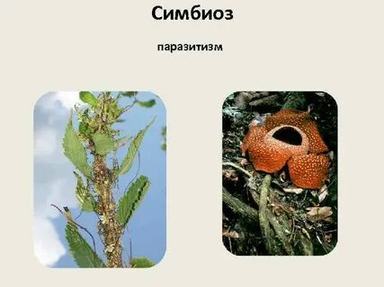 Примеры симбиоза и паразитизма