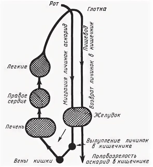 Миграция личинок аскариды в организме человека. Последовательность миграции личинки аскариды. Схему цикла развития и миграции личинки аскариды. Последовательность миграции личинки аскариды. Цикл развития аскариды человеческой схема.