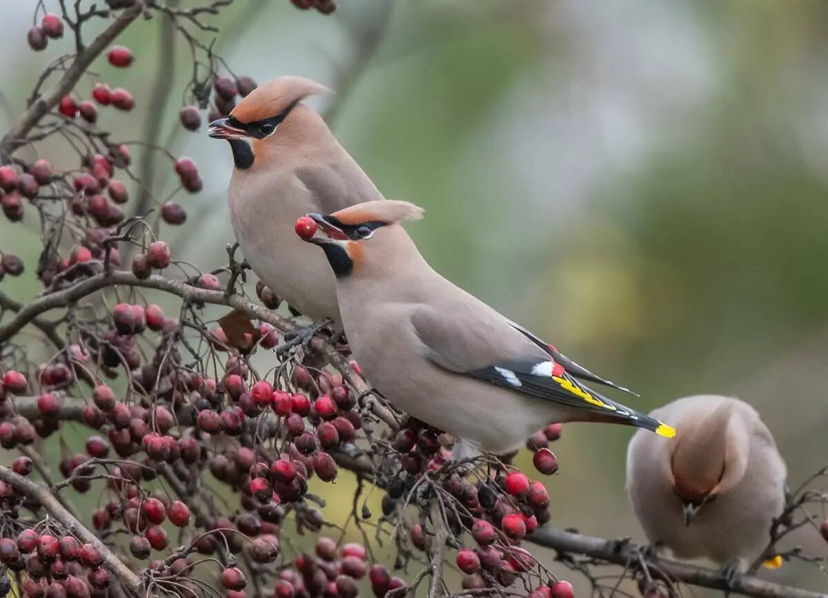 Фотография свиристель. Свиристель обыкновенный (Bombycilla garrulus). Дрозд свиристель Крымский. Свиристель ареал. Свиристель Воробьинообразные.