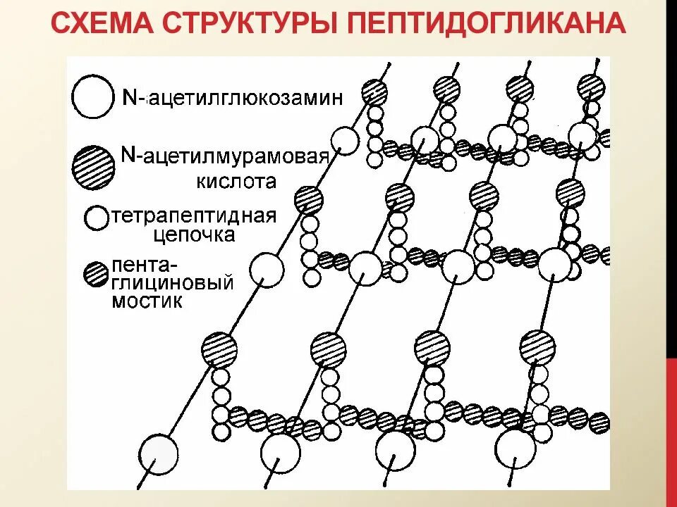 Клеточная стенка состоит из пептидогликана. Схема структуры пептидогликана. Структура пептидогликана бактерий. Пептидогликан клеточной стенки бактерий. Строение пептидогликана грамотрицательных бактерий.