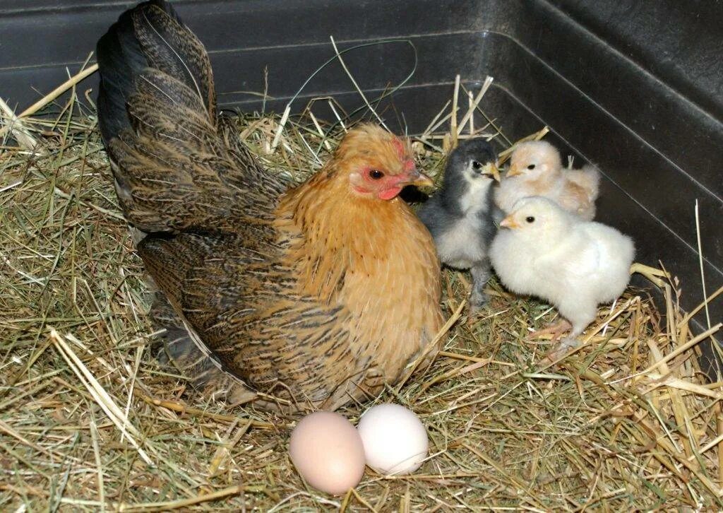 Сколько дней курица высиживает цыплят. Курочка высиживает яйца. Курица наседка Квочка. Наседка высиживает цыплят. Курица с цыплятами.