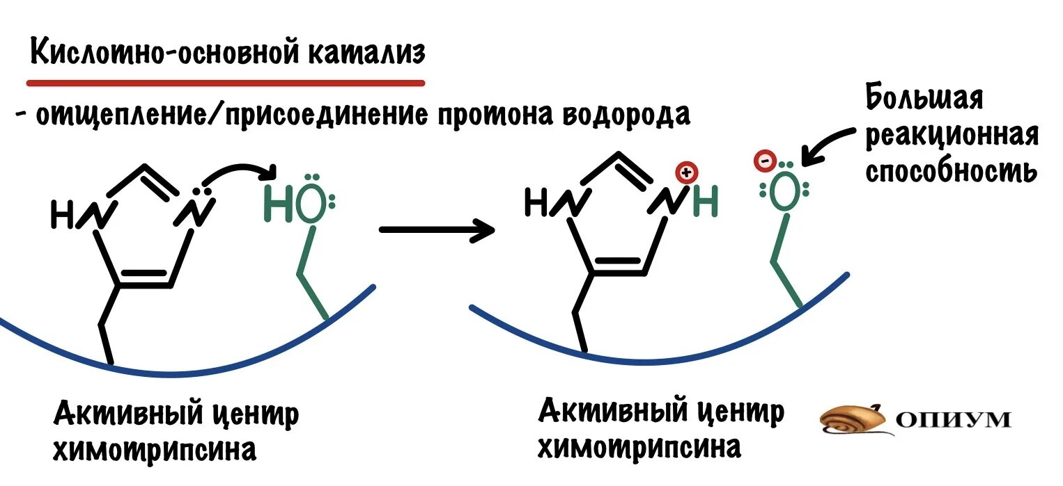 Катализ ферментов. Кислотно-основной катализ ферментов. Кислотный катализ механизм. Общий кислотно-основной катализ. Общий кислотно основный катализ.