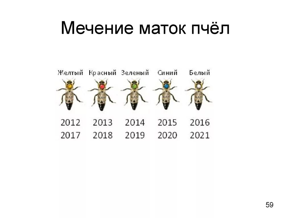 Таблица развития личинки пчелы. Жизненный цикл матки пчелы. Цикл развития рабочей пчелы. Таблица развития пчелиной матки.