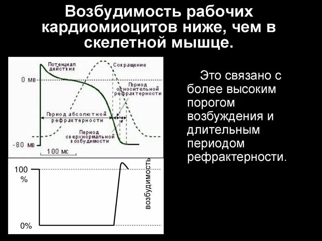 Возбудимость сердечной мышцы физиология график. Фазы возбуждения рабочего кардиомиоцита. Потенциал действия кардиомиоцита и возбудимость. Возбуждение кардиомиоцитов физиология. Время пд