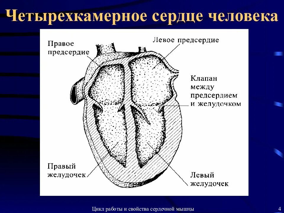 Сердце человека четырехкамерное. Четырёхкамерное сердце у человека. 4 Камерное сердце. Чеьврё камерное сердце. Сердце у крокодила состоит