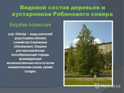 Видовой состав трав