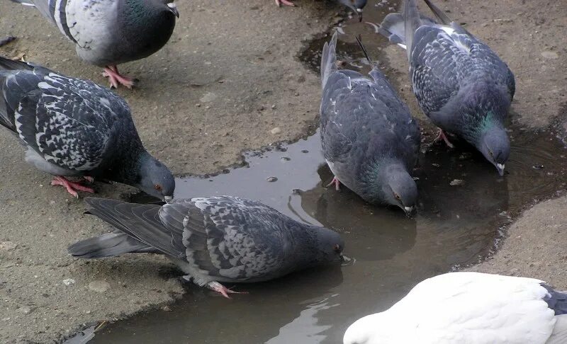 Голубь пьющий воду. Голубь пьет. Голуби пьют воду. Голубь пьет из лужи. Пьющие голуби.