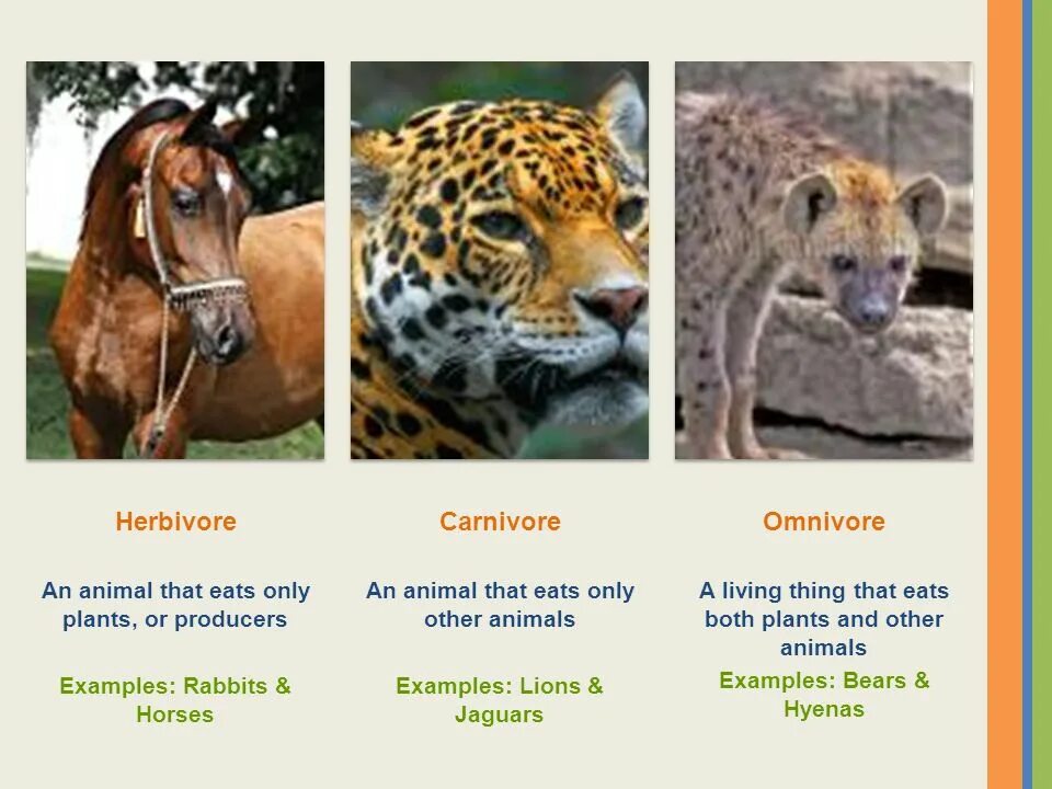 Carnivore перевод. Herbivore Carnivore Omnivore. Herbivore Carnivore Omnivore перевод. Herbivores транскрипция. Carnivorous herbivorous omnivorous.