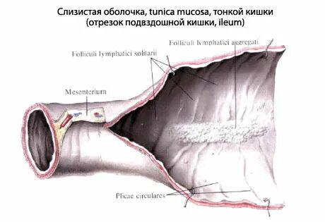 Бляшки кишечника