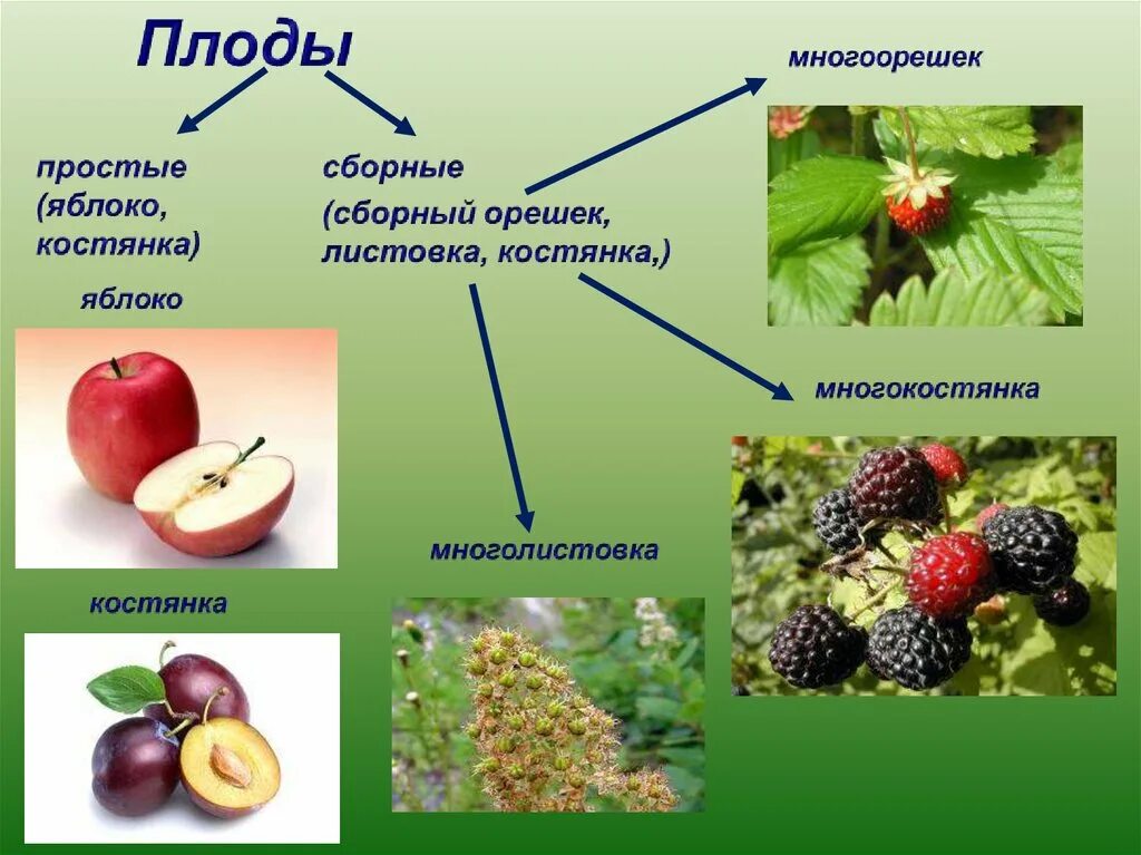 Плод костянка семейство. Плодовые двудольные растения. Плоды двудольных растений. Плод многоорешек примеры. Семейство двудольных плод.