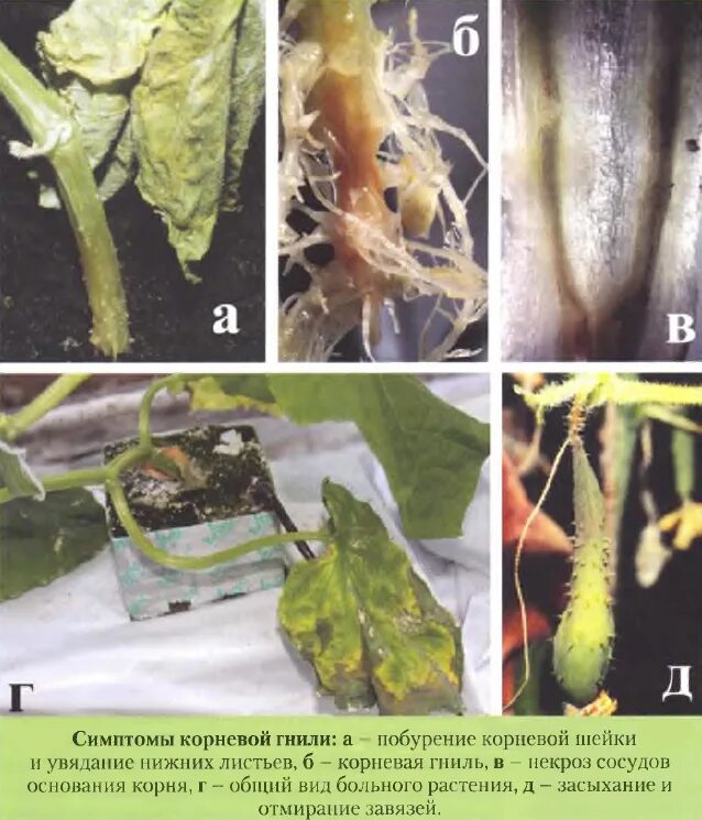 Болезни огурцов фитофтора. Болезни стеблей томатов. Гниль на огурцах в теплице корни. Корневые гнили огурцов. Болезни томатов в теплице описание с фотографиями