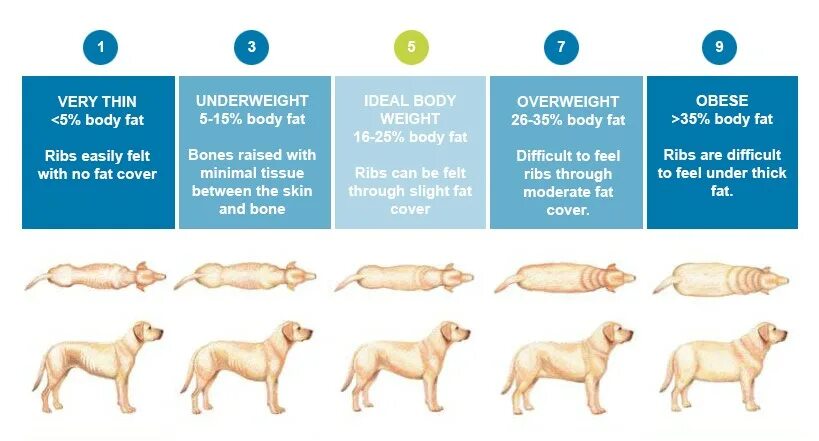 Индекс массы тела собаки. Оценка упитанности собак. Нормальная кондиция собаки. Степени ожирения у собак. Степень упитанности собаки.