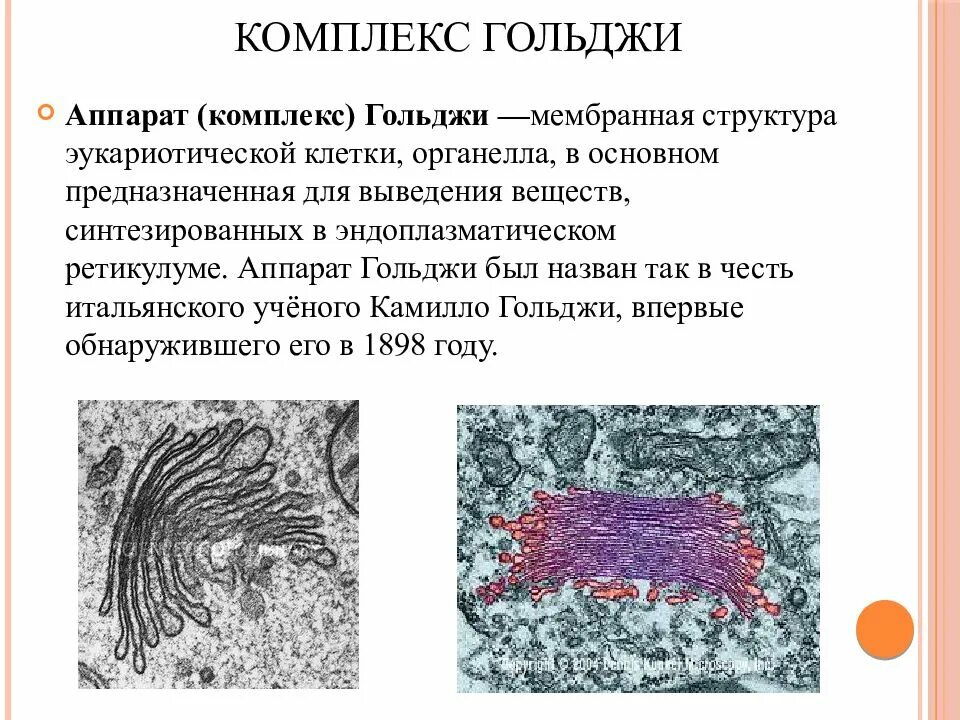 Комплекс гольджи эукариотической клетки