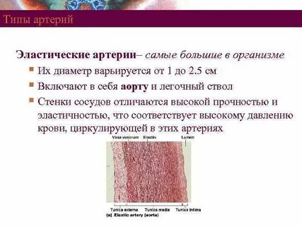 Типы артерий