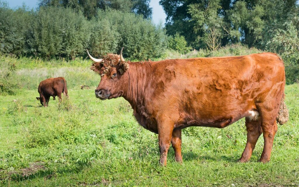 Год красной коровы. Красная корова в Норвегии. Красный бык. Рыжий бык Удмуртии.