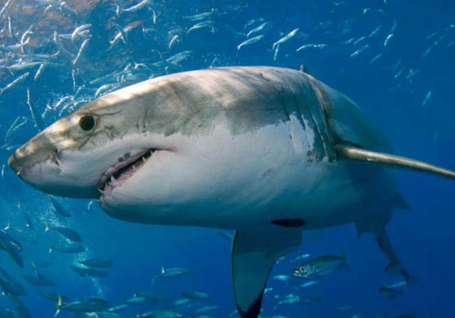 Фотки больших акул. Carcharodon carcharias. Рыба белая акула. Большая белая акула кархародон. Tiburon Blanco.