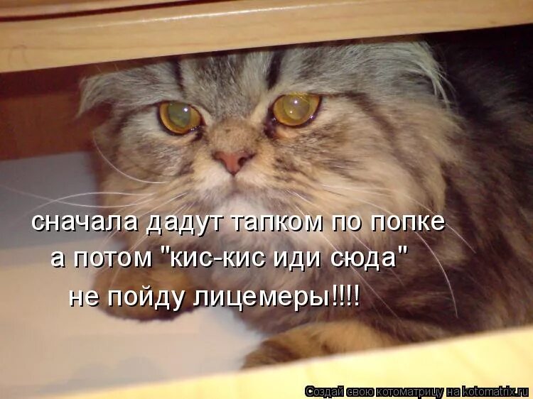 Стих про кису. Коты приколы с надписями. Ты где картинки. Котята обнимаются. Кто придумал понедельник.
