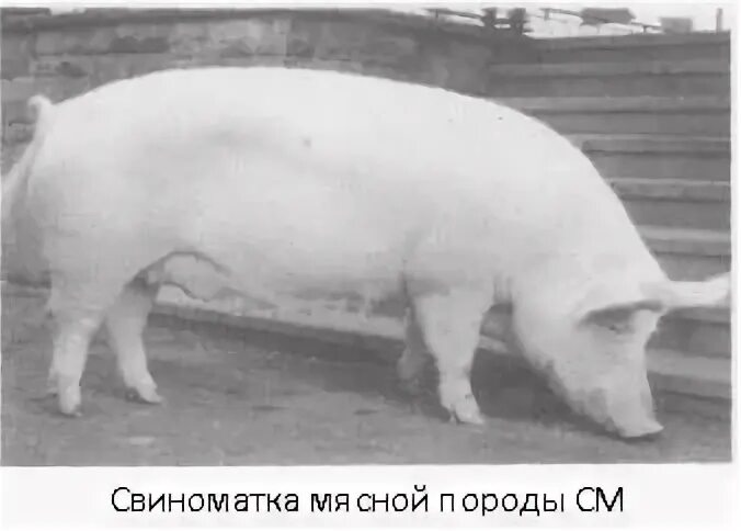 Первая свинья