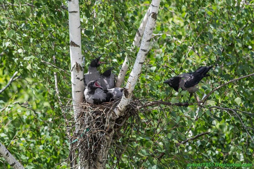 Гнездо вороны воронье гнездо варенье из малины. Вороньи гнезда. Гнездо вороны. Ворона в гнезде на дереве. Ворона гнездование.