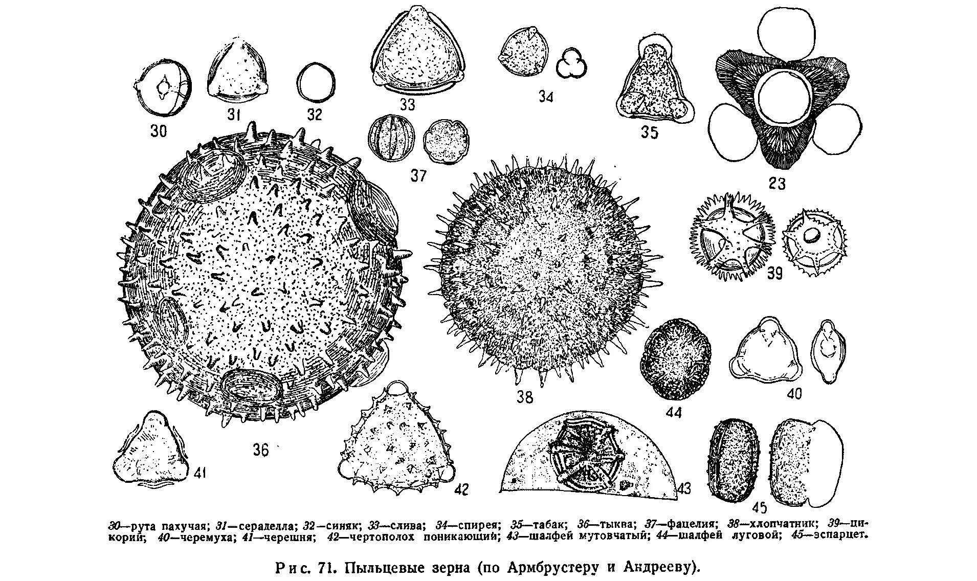 Пыльца растений образуется в. Пыльца микроскопия атлас. Пыльцевые зерна медоносных растений. Атлас пыльцы медоносных растений. Пыльца медоносных растений под микроскопом.