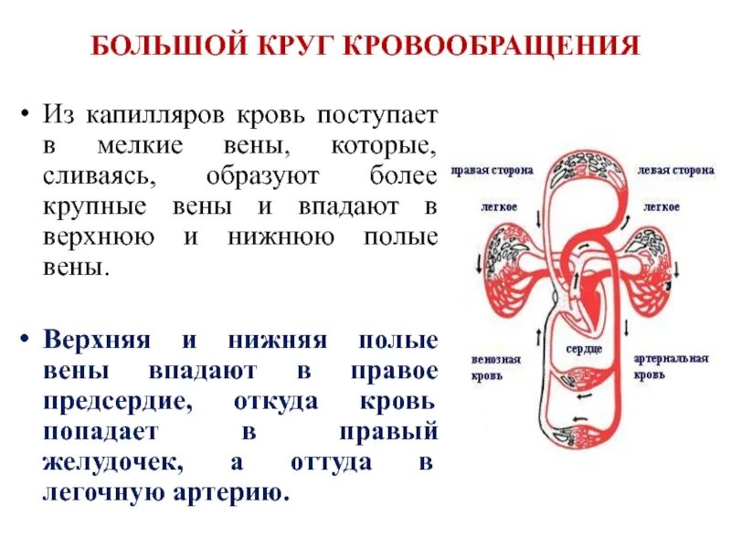 Последовательность прохождения по кровеносной системе