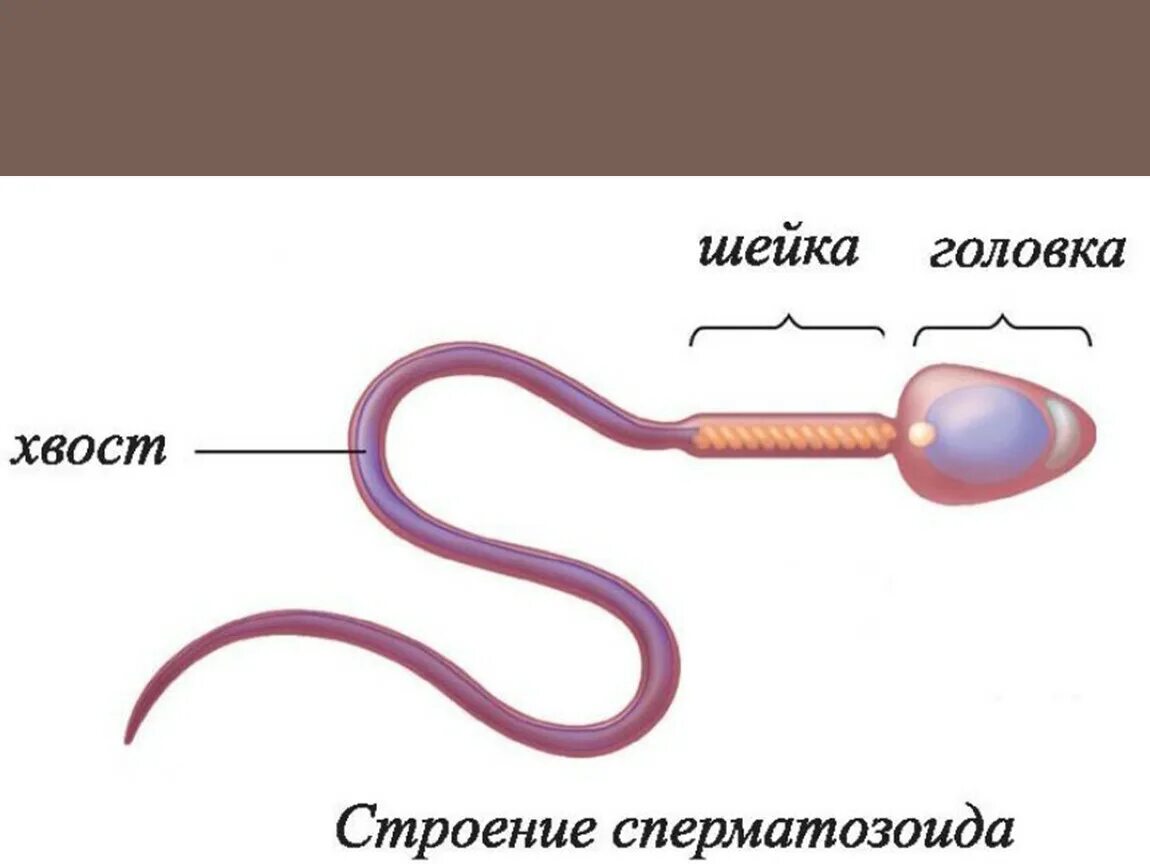 На рисунке изображена половая клетка