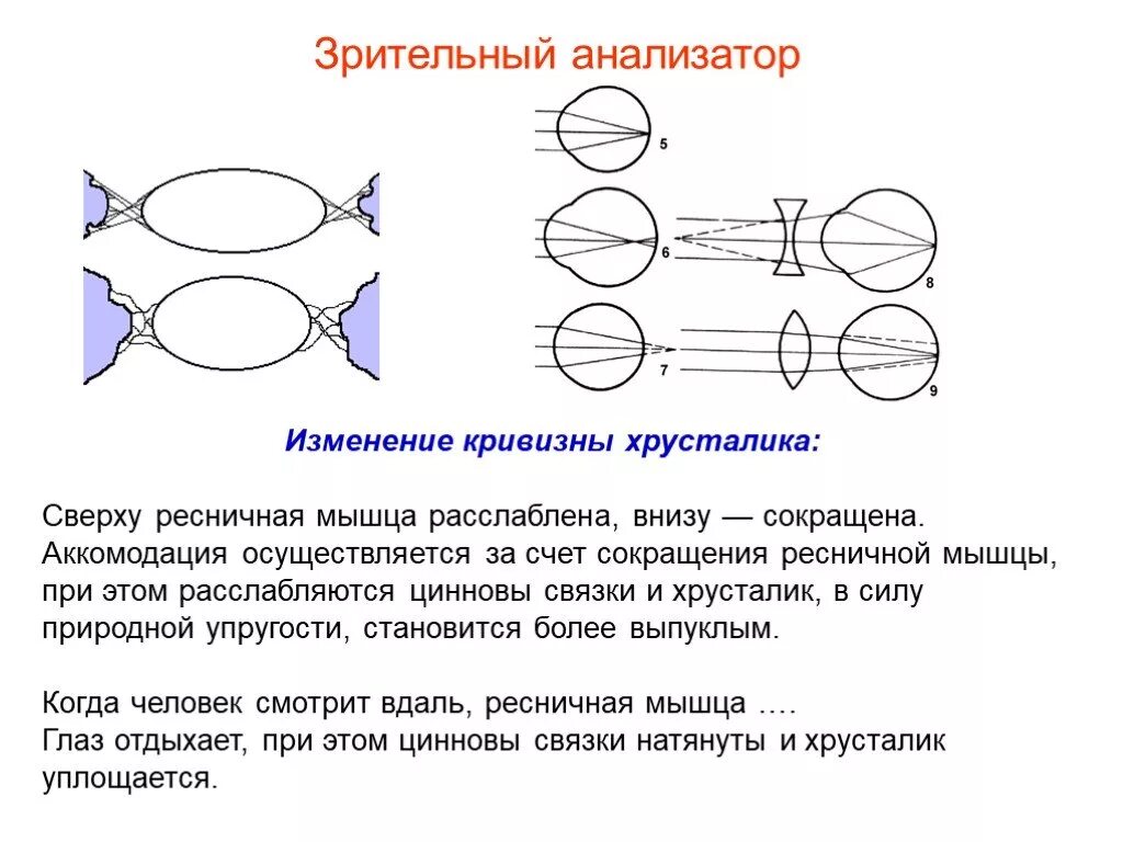 Практическая работа принцип работы хрусталика биология. Зрительный анализатор аккомодация. Изменение кривизны хрусталика. Аккомодация это изменение кривизны хрусталика. Изменение кривизны хрусталика схема.